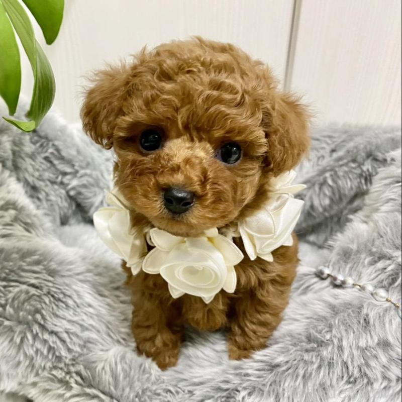 販売中の岐阜県のトイプードル-440544の4枚目