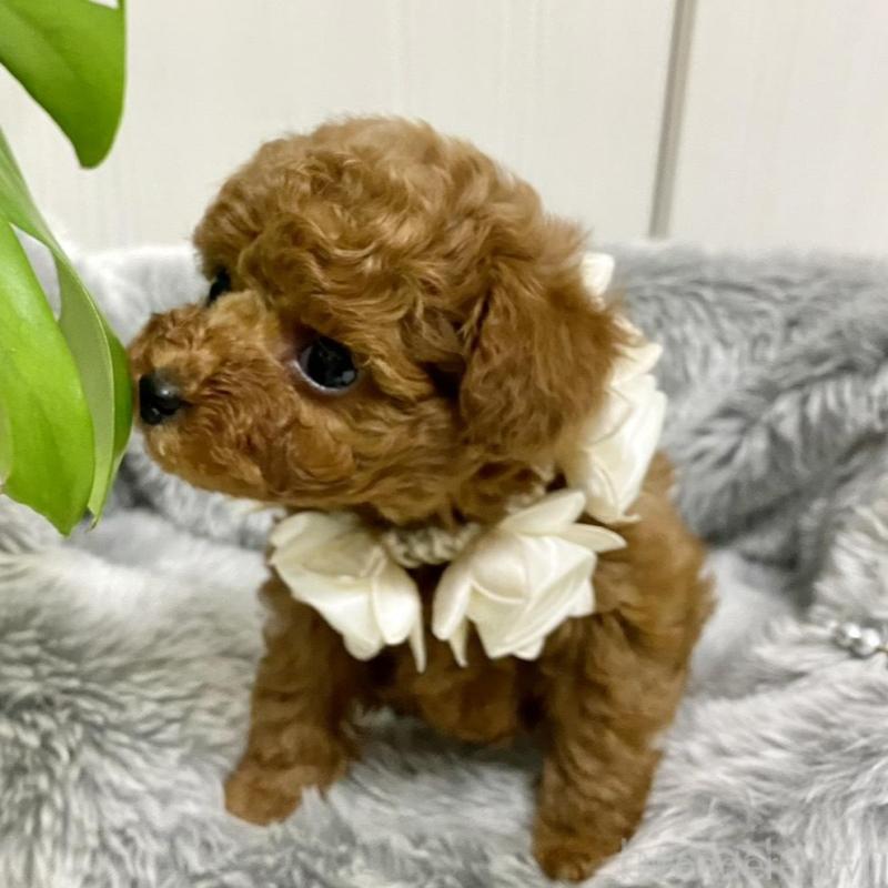 販売中の岐阜県のトイプードル-440544の3枚目