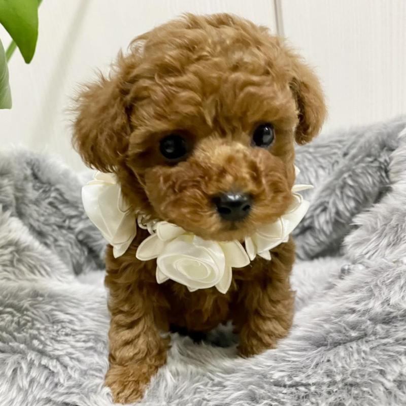 販売中の岐阜県のトイプードル-440544の2枚目