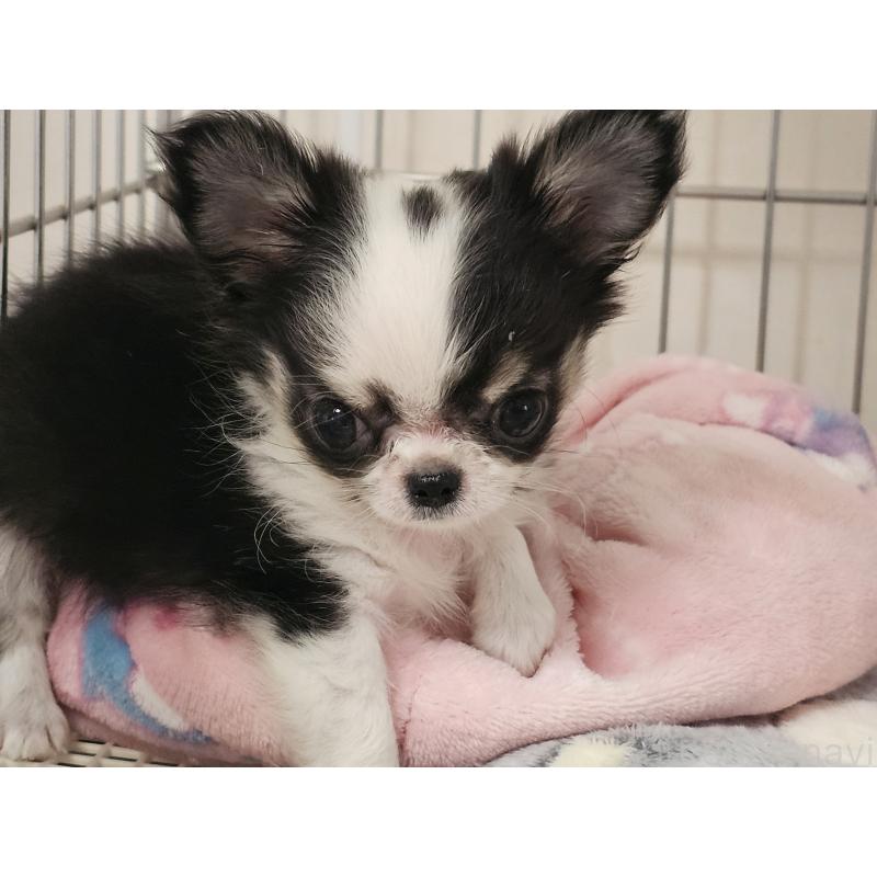 成約済の愛知県のチワワ(ロングコート)-434070の3枚目