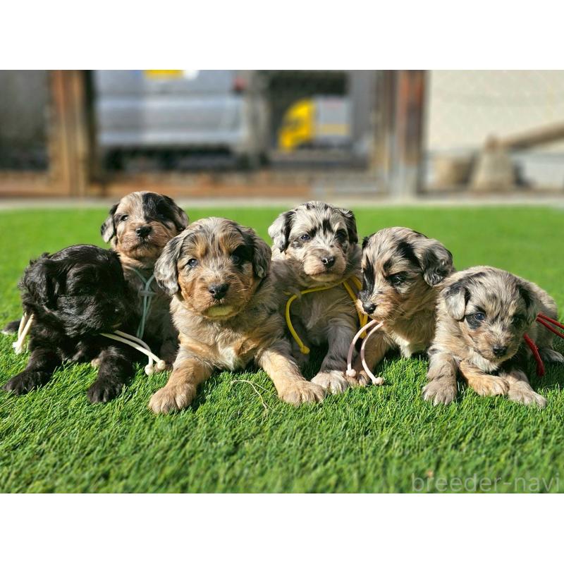 成約済の長野県のミックス犬-439240の9枚目