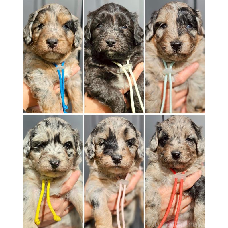 成約済の長野県のミックス犬-439240の8枚目