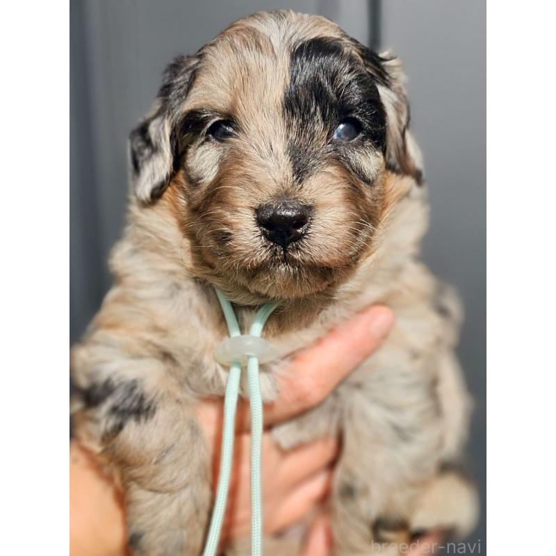 販売中ののミックス犬-439241