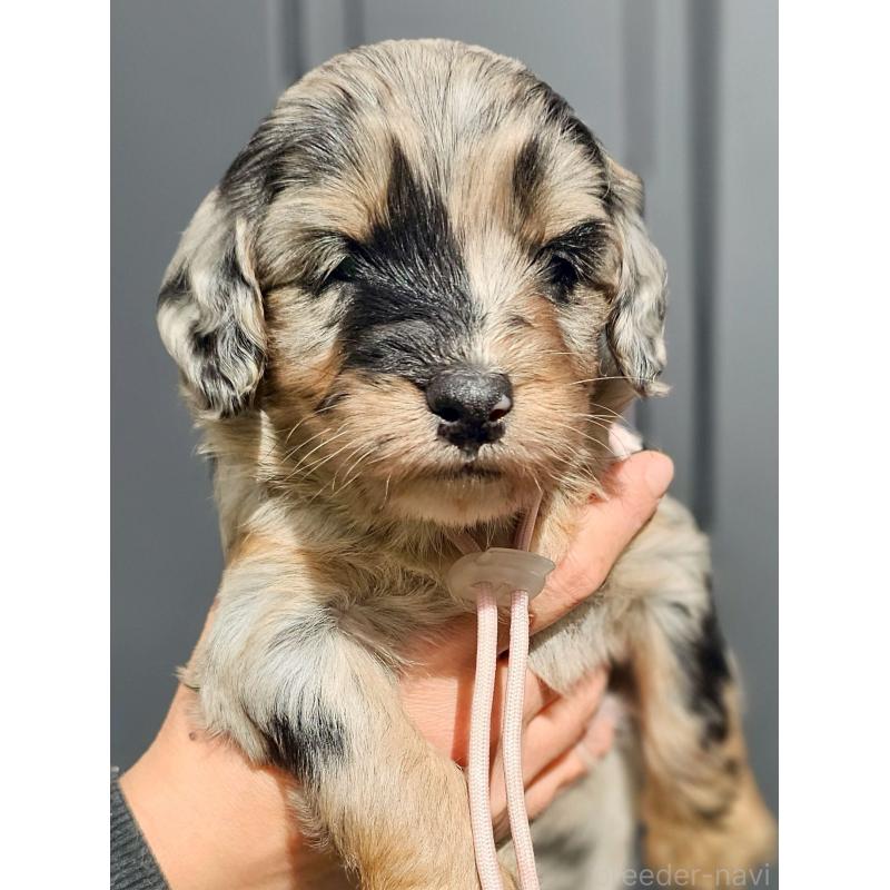 販売中の長野県のミックス犬-439239の10枚目