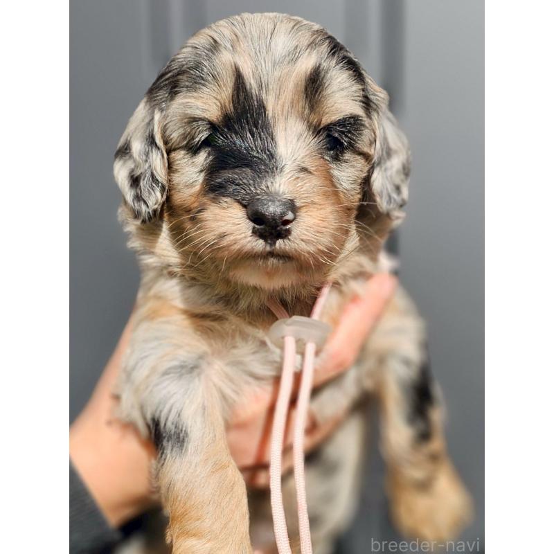 販売中の長野県のミックス犬-439239