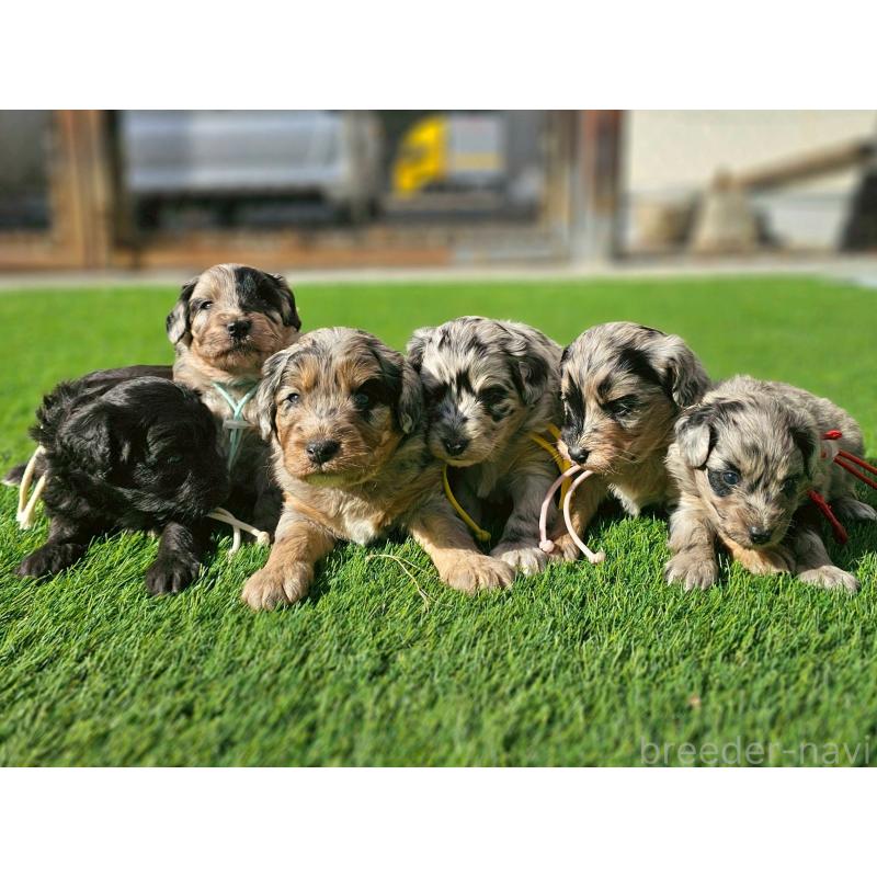 販売中の長野県のミックス犬-439239の8枚目