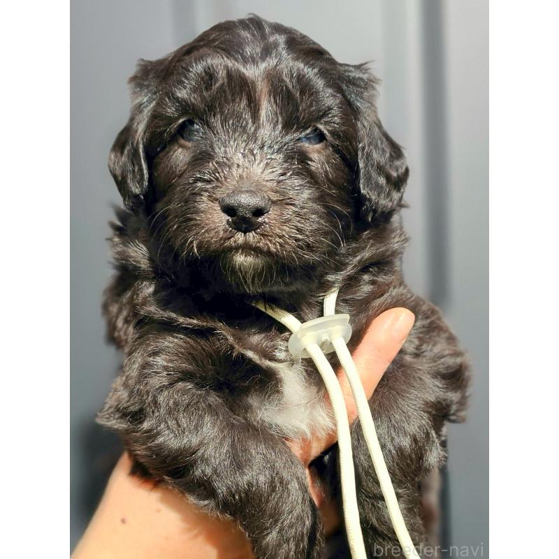 販売中の長野県のミックス犬-439234の10枚目