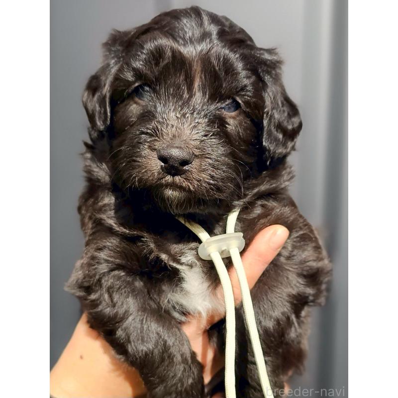 販売中の長野県のミックス犬-439234の9枚目