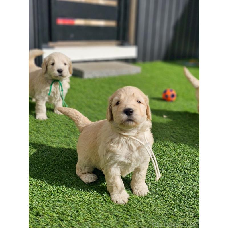 成約済の長野県のゴールデンドゥードル:ゴールデンレトリーバー×プードル-439223の6枚目