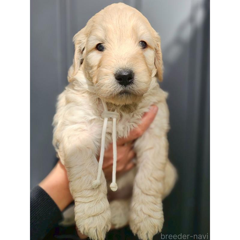 販売中の長野県のゴールデンドゥードル:ゴールデンレトリーバー×プードル-439223