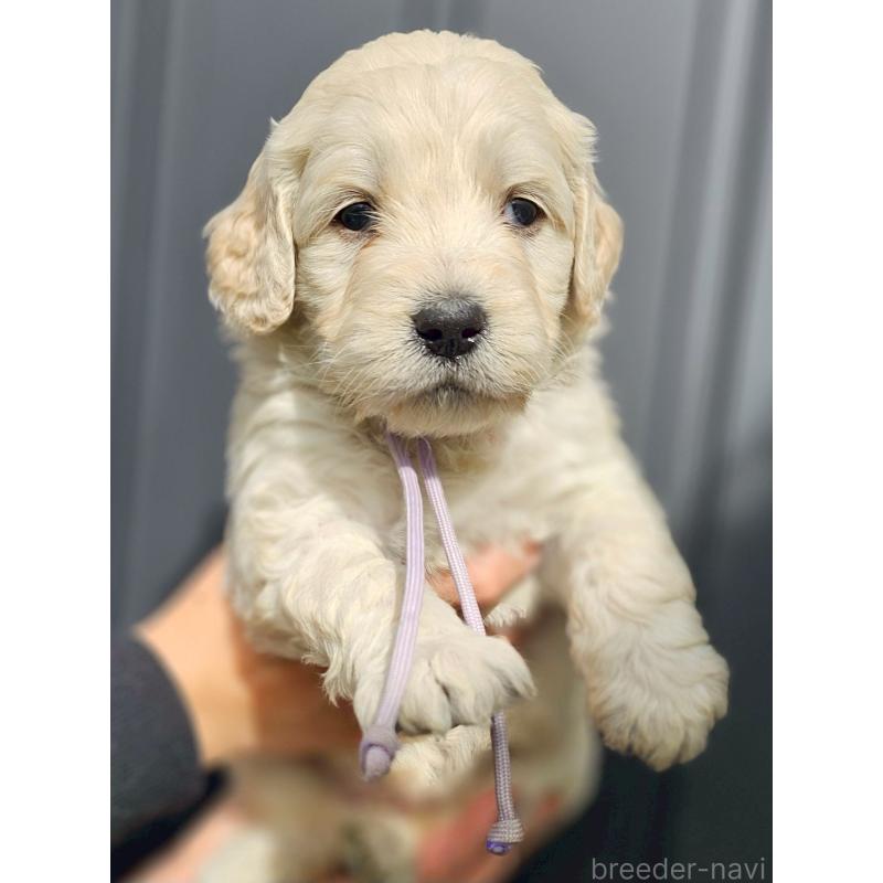 成約済の長野県のゴールデンドゥードル:ゴールデンレトリーバー×プードル-439222の5枚目