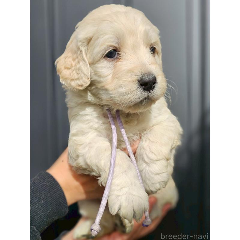 成約済の長野県のゴールデンドゥードル:ゴールデンレトリーバー×プードル-439222の4枚目