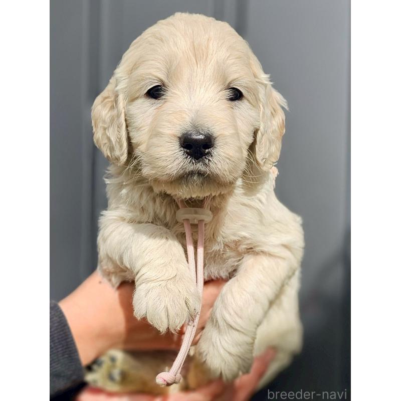 成約済の長野県のゴールデンドゥードル:ゴールデンレトリーバー×プードル-439221の6枚目