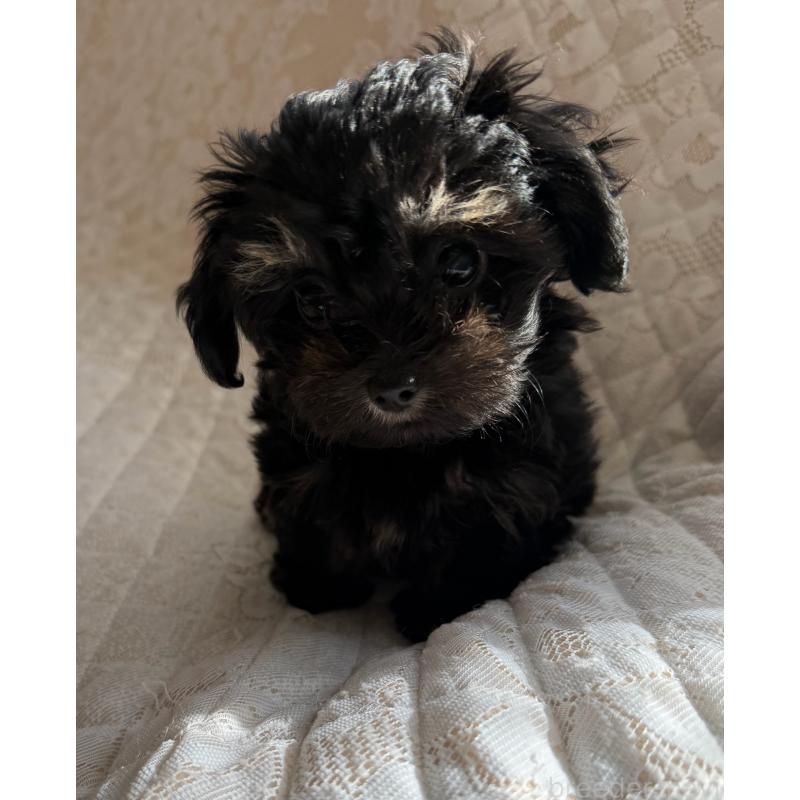 販売中の茨城県のチワプー:チワワ×トイプードル-440547の4枚目