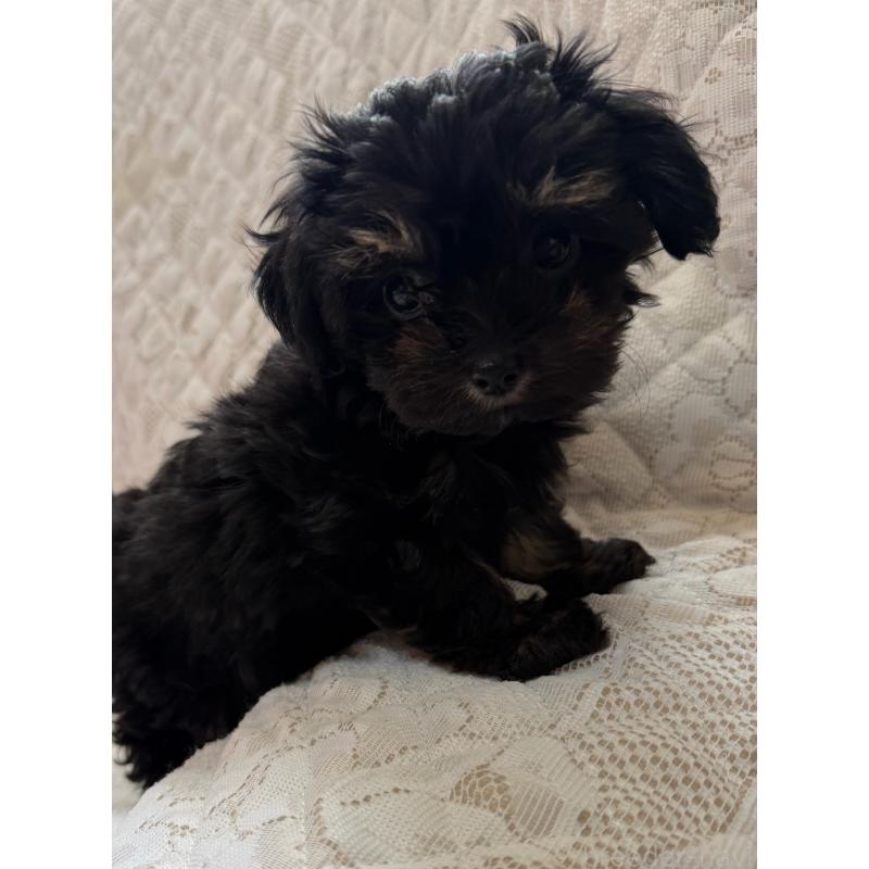 販売中の茨城県のチワプー:チワワ×トイプードル-440547の3枚目