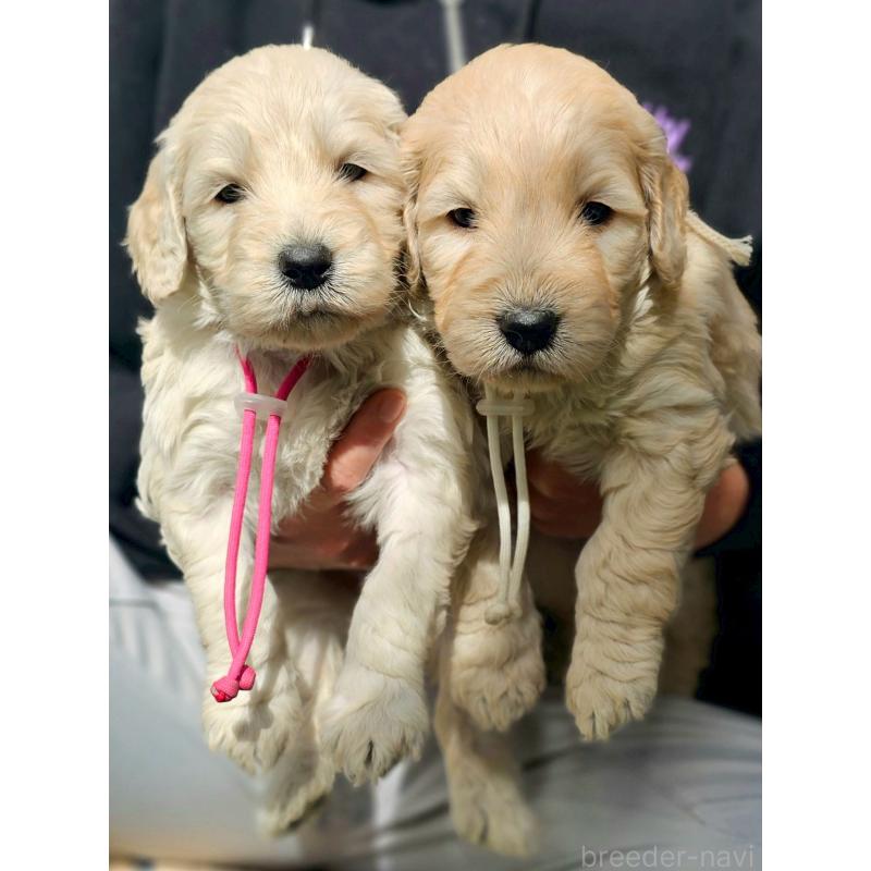 成約済の長野県のゴールデンドゥードル:ゴールデンレトリーバー×プードル-439219の8枚目