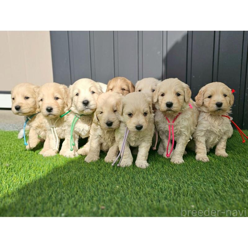 成約済の長野県のゴールデンドゥードル:ゴールデンレトリーバー×プードル-439219の7枚目