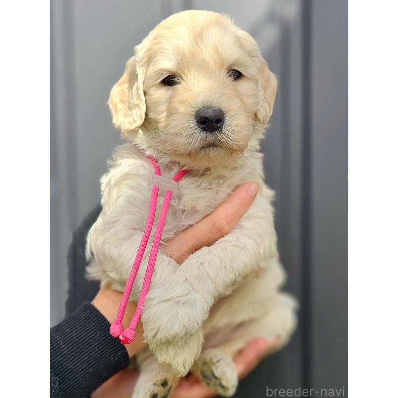 販売中の長野県のゴールデンドゥードル:ゴールデンレトリーバー×プードル-439219