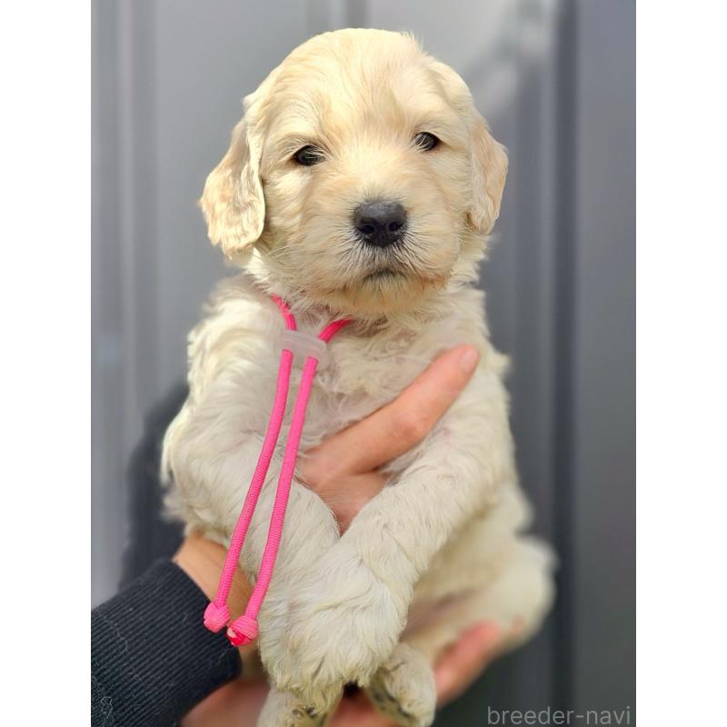 成約済の長野県のゴールデンドゥードル:ゴールデンレトリーバー×プードル-439219の5枚目