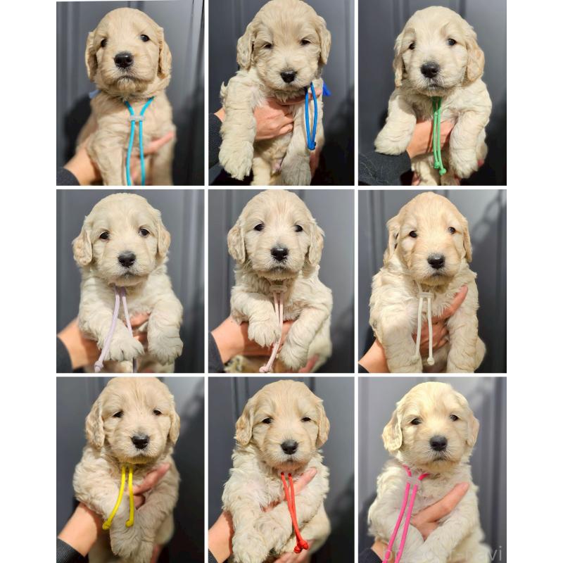 成約済の長野県のゴールデンドゥードル:ゴールデンレトリーバー×プードル-439219の4枚目