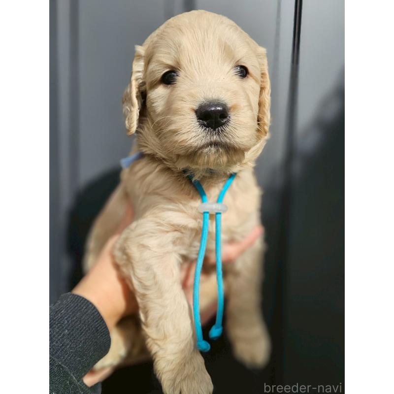 販売中の長野県のゴールデンドゥードル:ゴールデンレトリーバー×プードル-439217の14枚目