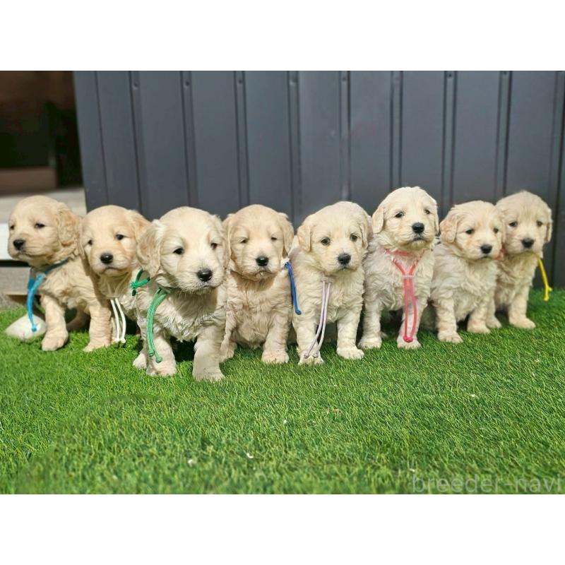 成約済の長野県のゴールデンドゥードル:ゴールデンレトリーバー×プードル-439216の7枚目