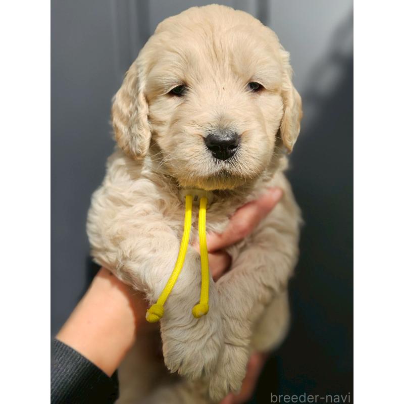 成約済の長野県のゴールデンドゥードル:ゴールデンレトリーバー×プードル-439216の5枚目
