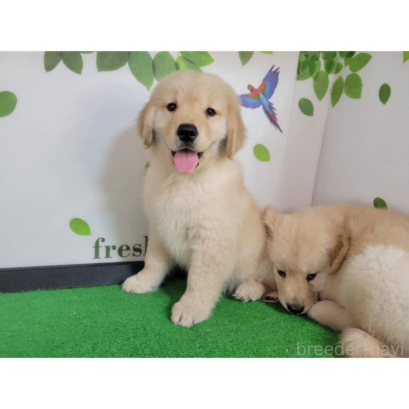 商談中の三重県のゴールデンレトリーバー-432253の5枚目