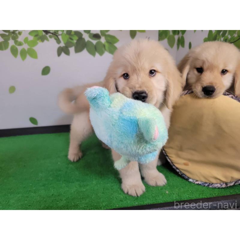 商談中の三重県のゴールデンレトリーバー-432253の4枚目