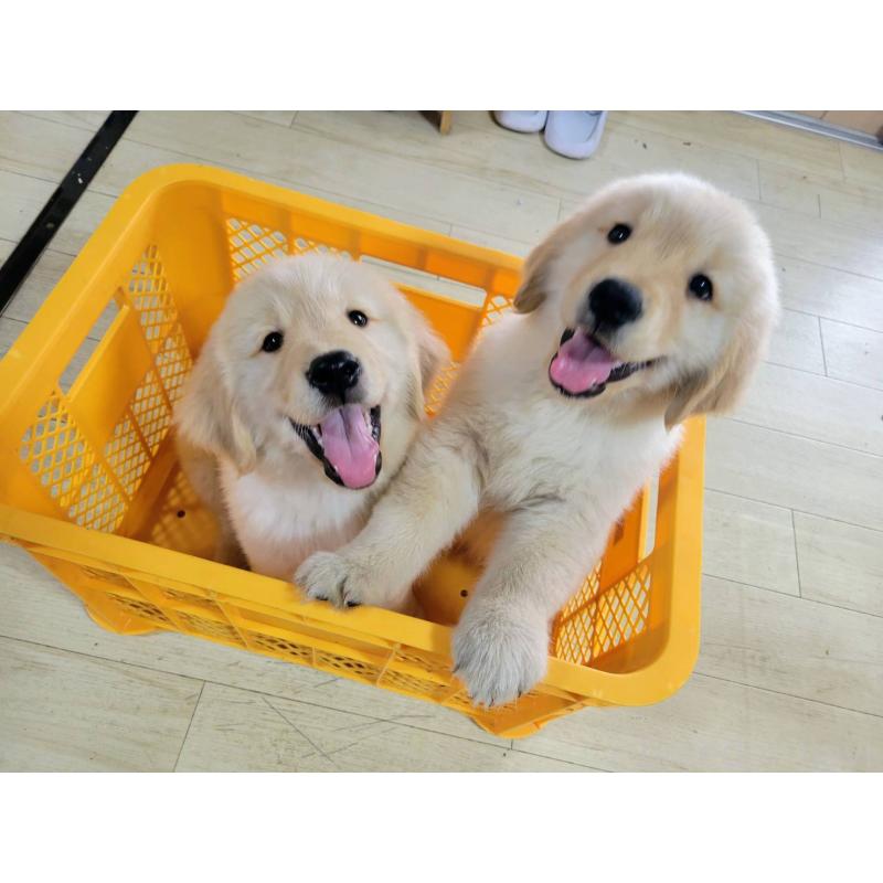 商談中の三重県のゴールデンレトリーバー-432253の2枚目