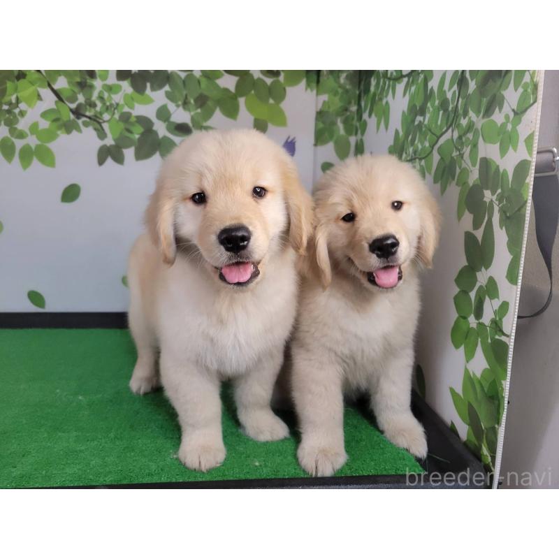 商談中の三重県のゴールデンレトリーバー-432253の3枚目