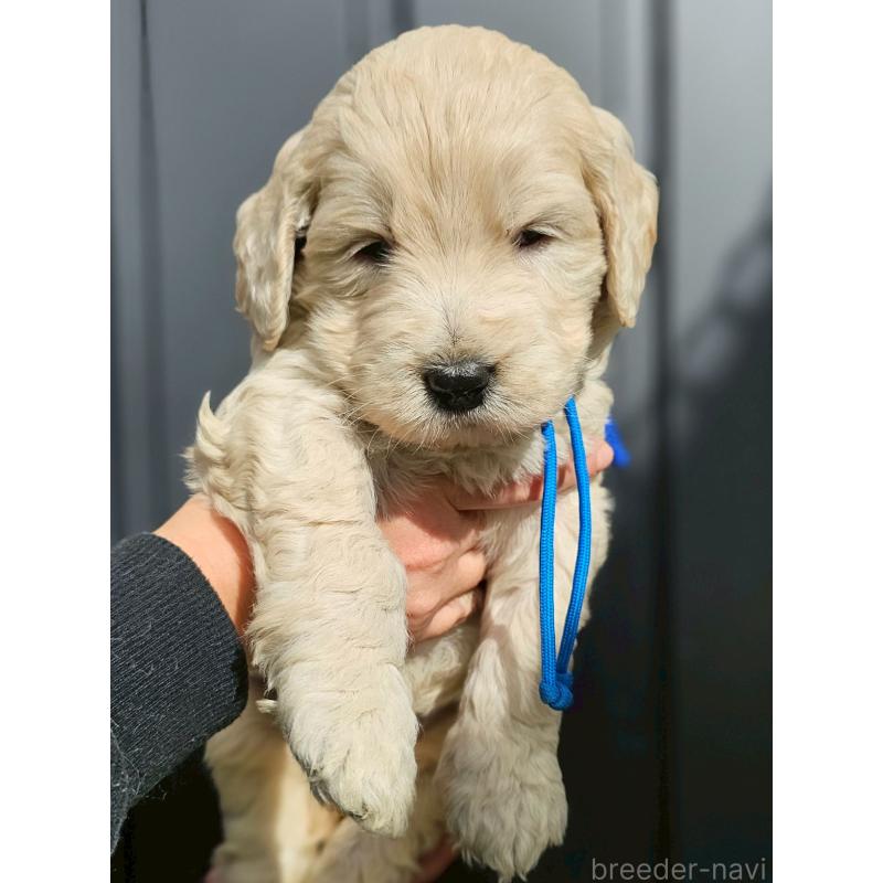 販売中の長野県のゴールデンドゥードル:ゴールデンレトリーバー×プードル-439212の6枚目