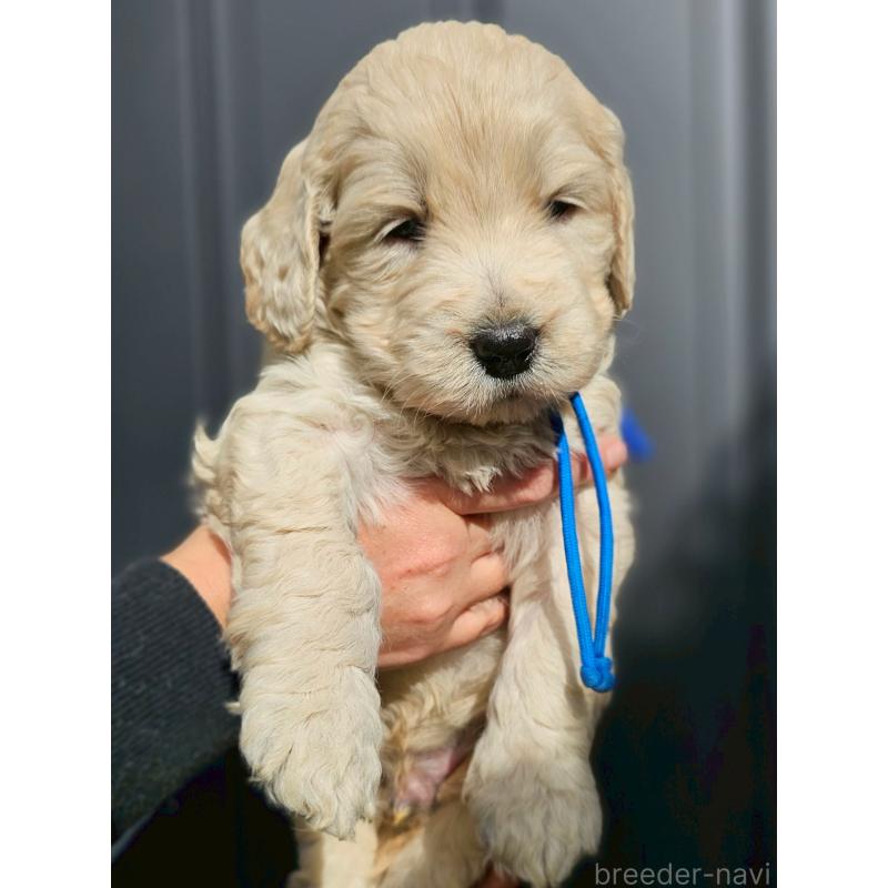 販売中の長野県のゴールデンドゥードル:ゴールデンレトリーバー×プードル-439212の5枚目