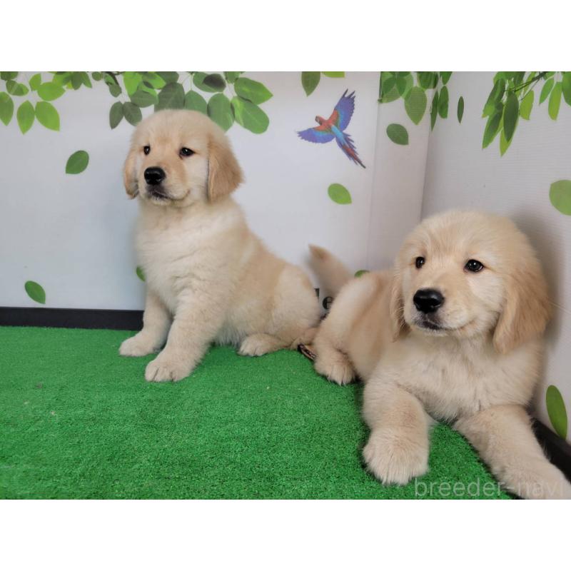 成約済の三重県のゴールデンレトリーバー-432250の2枚目