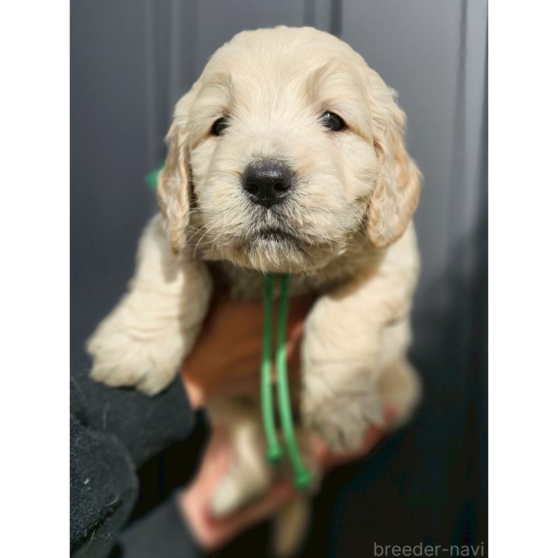 成約済の長野県のゴールデンドゥードル:ゴールデンレトリーバー×プードル-439214の8枚目