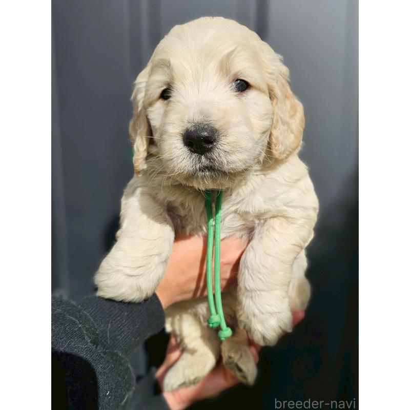 商談中の長野県のゴールデンドゥードル:ゴールデンレトリーバー×プードル-439214