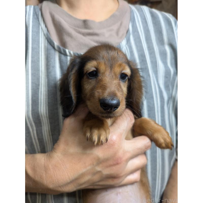 販売中の福岡県のカニンヘンダックスフンド(ロングヘアード)-434439の5枚目