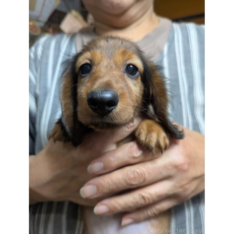 販売中の福岡県のカニンヘンダックスフンド(ロングヘアード)-434439の4枚目