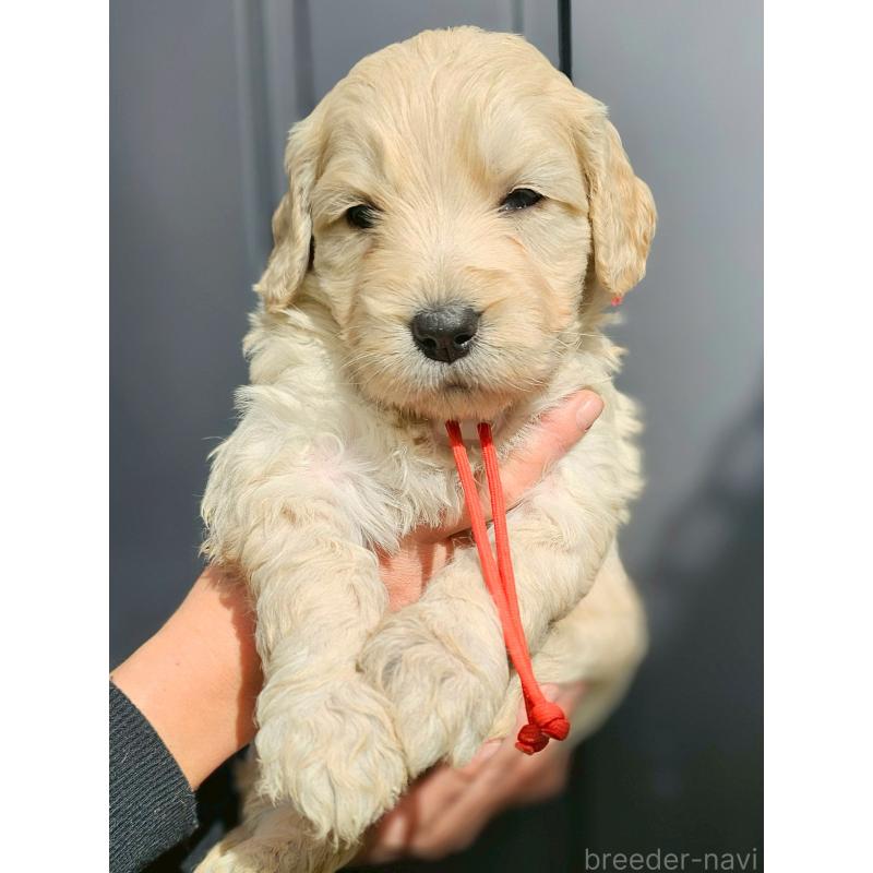 成約済の長野県のゴールデンドゥードル:ゴールデンレトリーバー×プードル-439218の5枚目