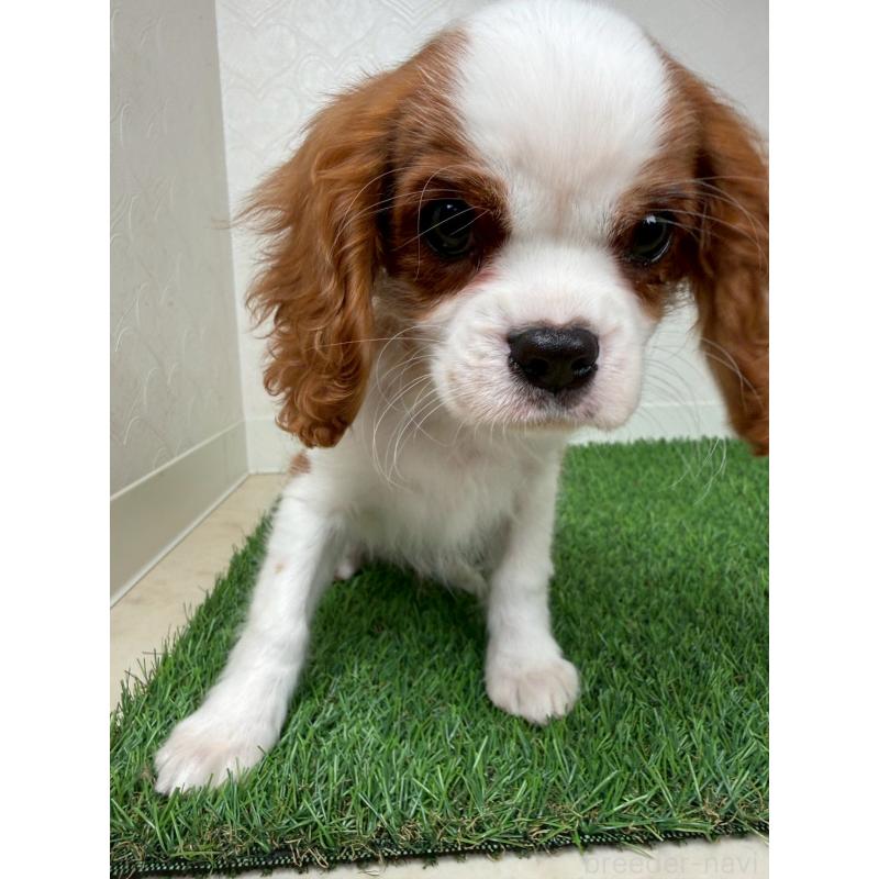 販売中の福岡県のキャバリアキングチャールズスパニエル-431269の3枚目