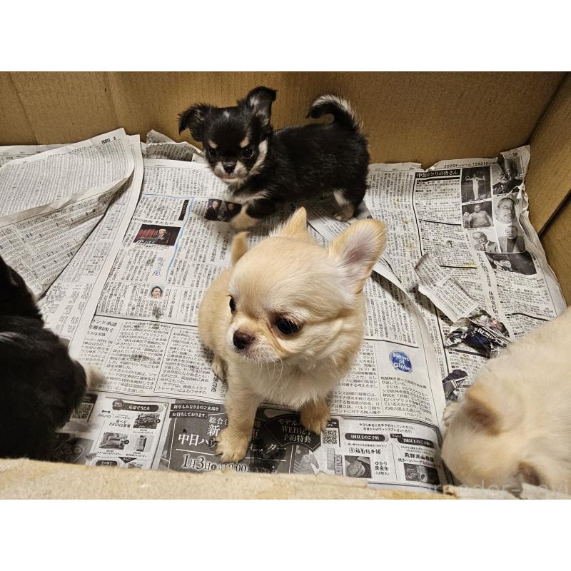 販売中の愛知県のチワワ(ロングコート)-440558の4枚目