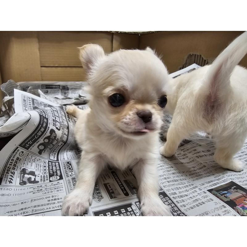 販売中の愛知県のチワワ(ロングコート)-440558の3枚目