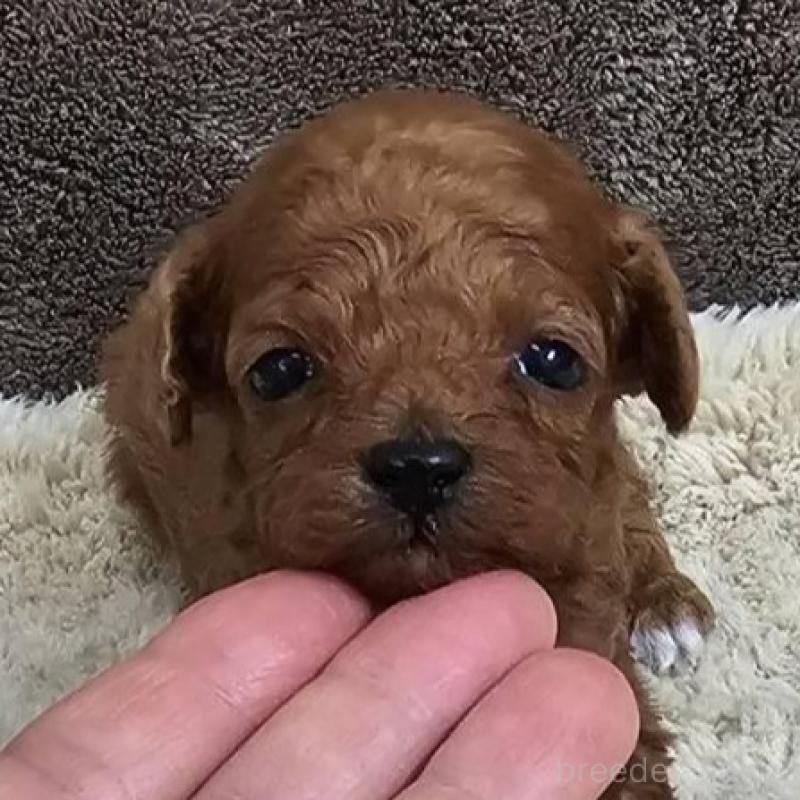 販売中の埼玉県のティーカッププードル-440549の7枚目