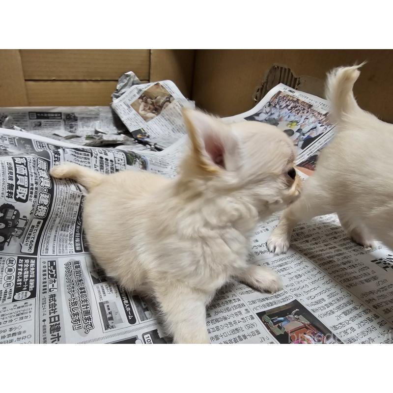 販売中の愛知県のチワワ(ロングコート)-440558の2枚目