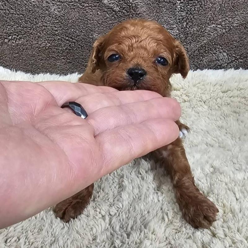 販売中の埼玉県のティーカッププードル-440549の5枚目