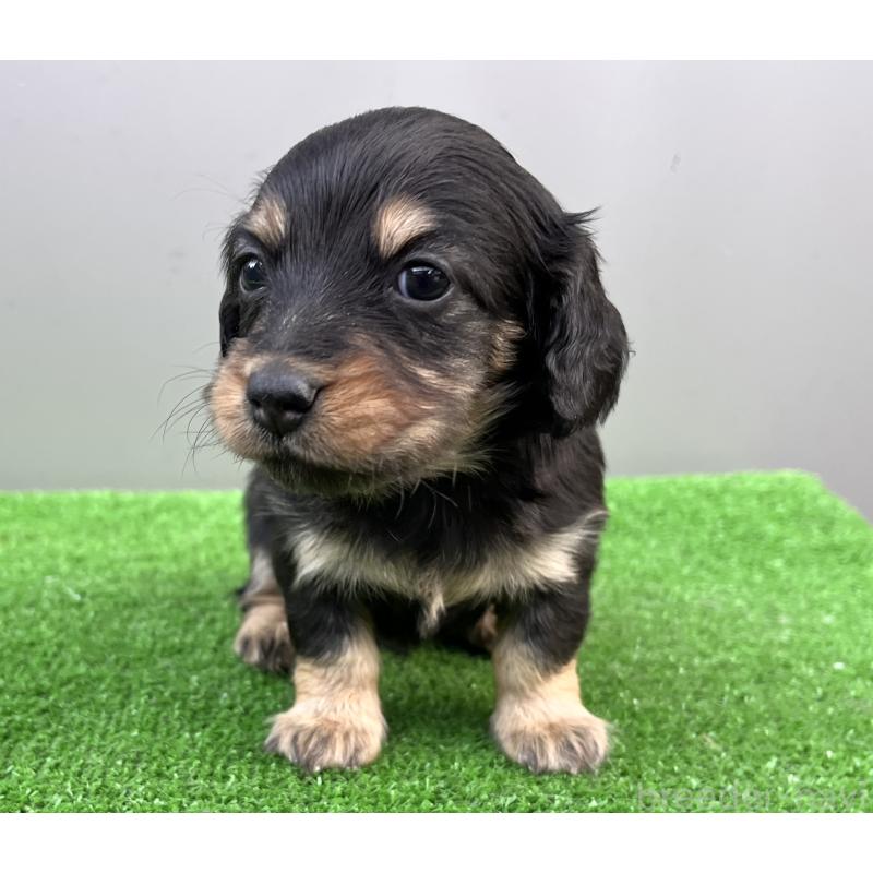 販売中の兵庫県のカニンヘンダックスフンド(ロングヘアード)-440552の10枚目