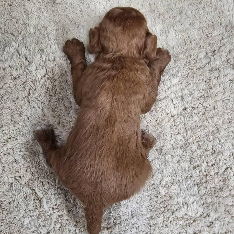 販売中の埼玉県のティーカッププードル-440549の2枚目