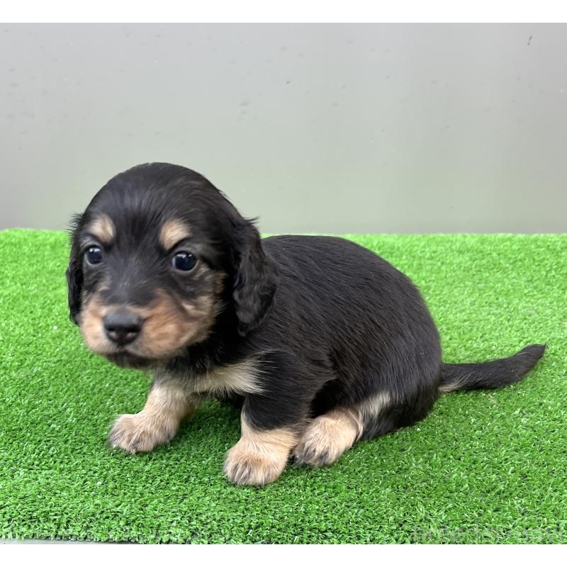 販売中の兵庫県のカニンヘンダックスフンド(ロングヘアード)-440552の9枚目