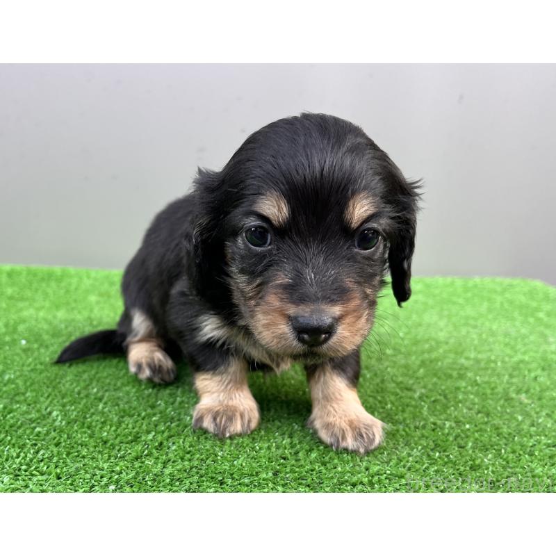 販売中の兵庫県のカニンヘンダックスフンド(ロングヘアード)-440552の8枚目