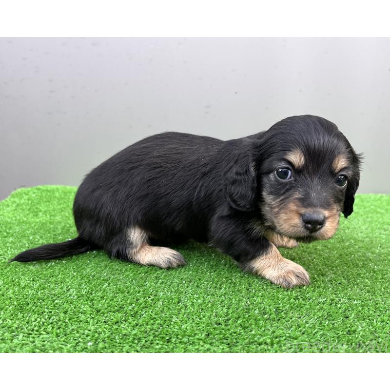 販売中の兵庫県のカニンヘンダックスフンド(ロングヘアード)-440552の7枚目